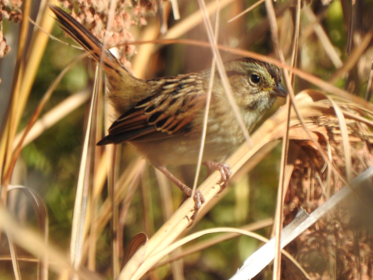 Swamp Sparrow - ML643502515