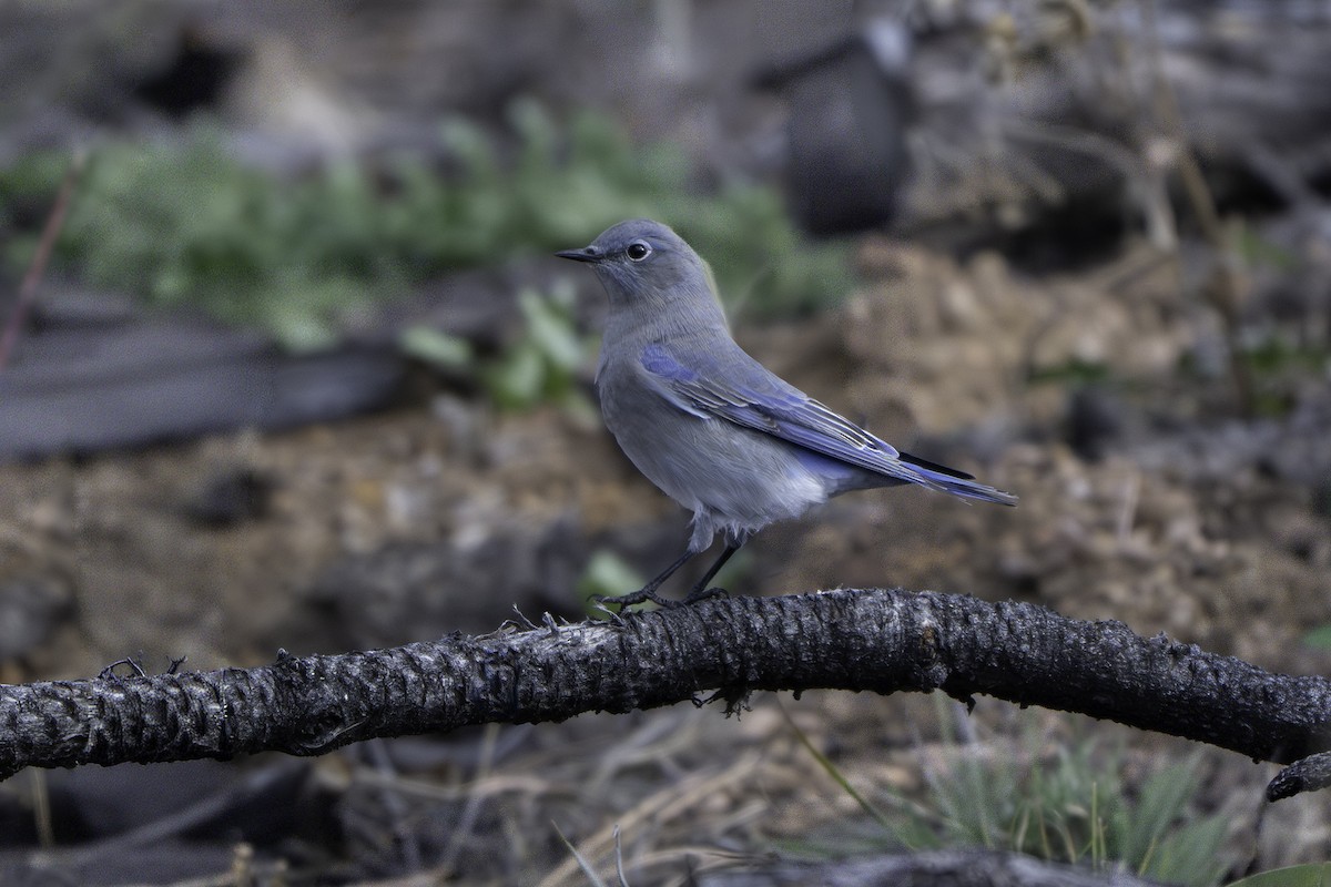 Mountain Bluebird - ML643502518