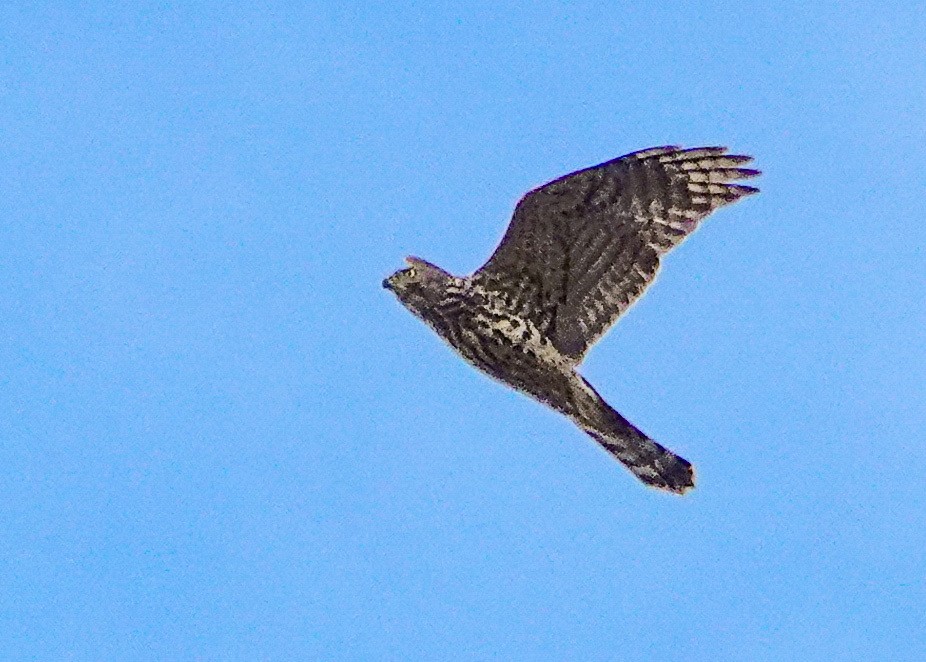 Eurasian Goshawk - ML643502523