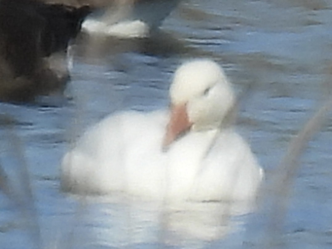 Snow Goose - ML643502527