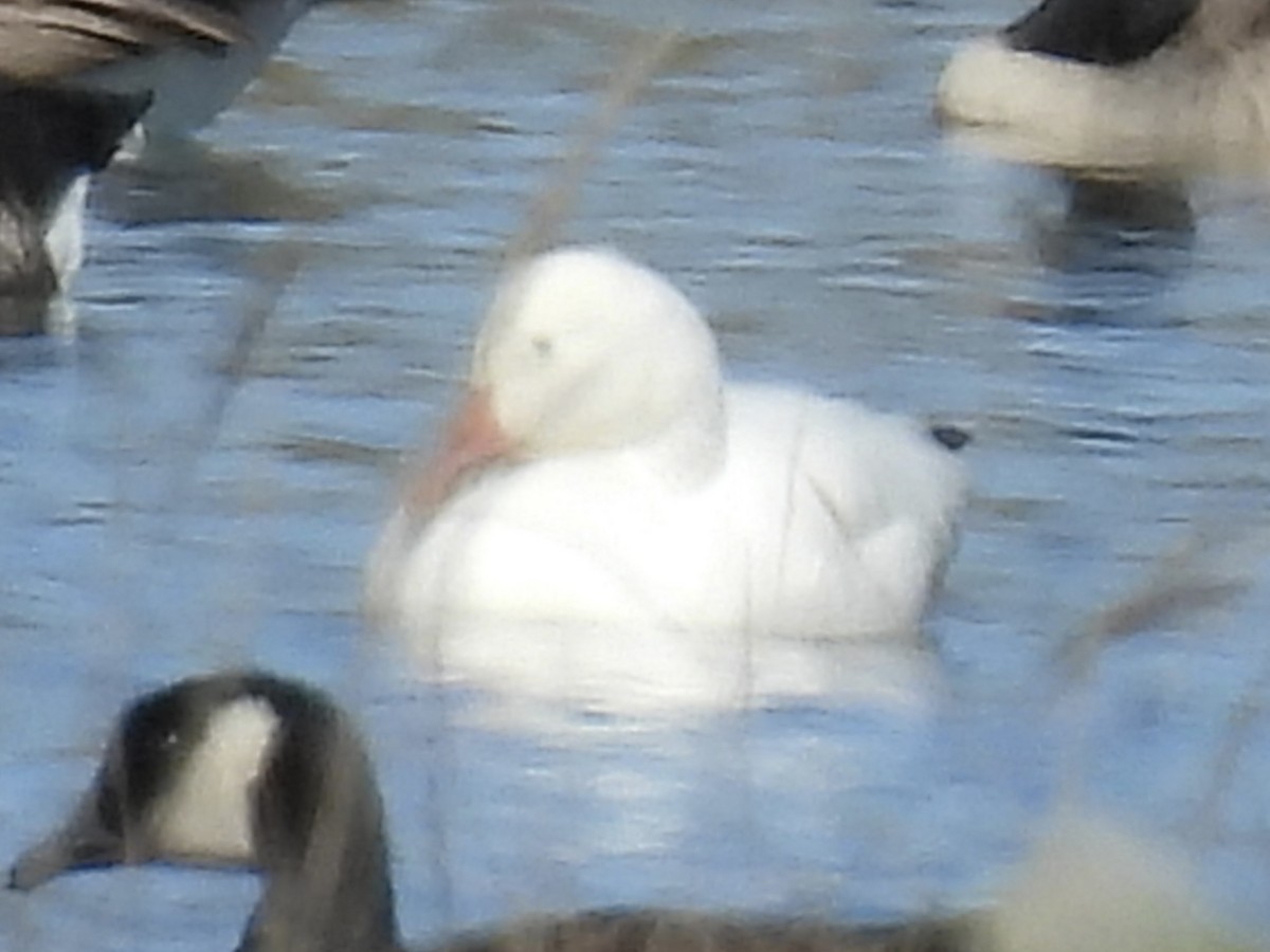 Snow Goose - ML643502528