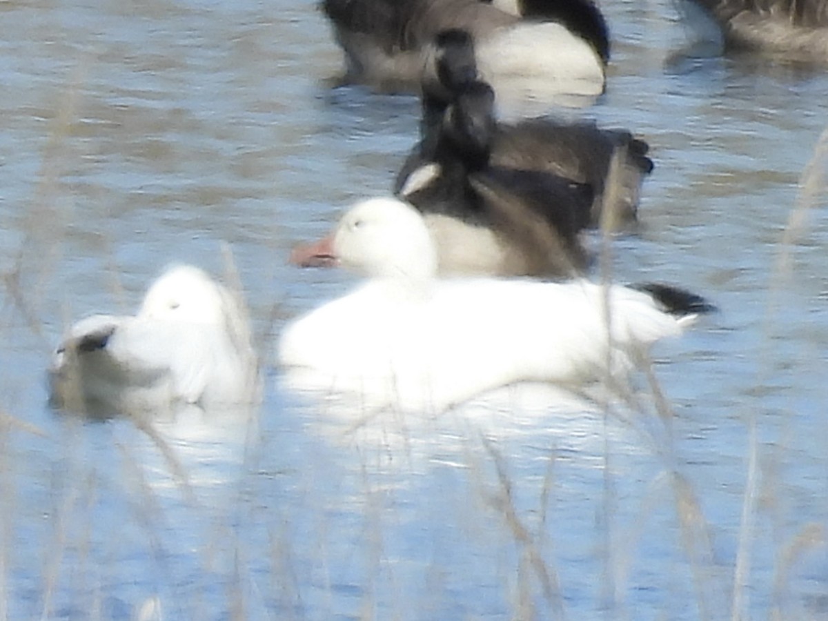 Snow Goose - ML643502529