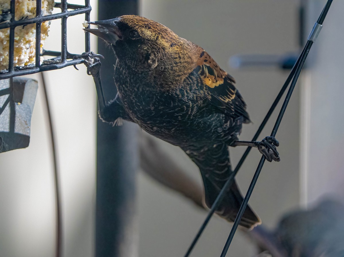 Red-winged Blackbird - ML643502557