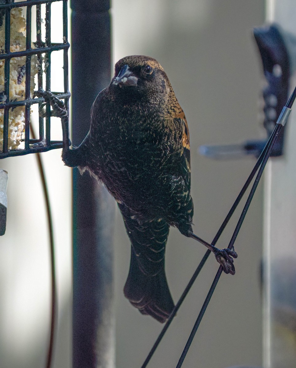Red-winged Blackbird - ML643502558