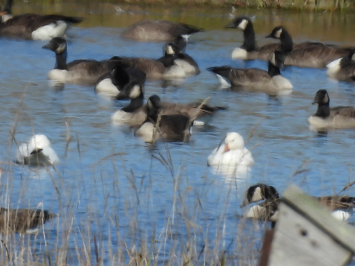 Snow Goose - ML643502559