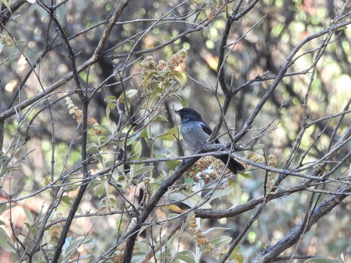 Gray-bellied Flowerpiercer - ML643502572