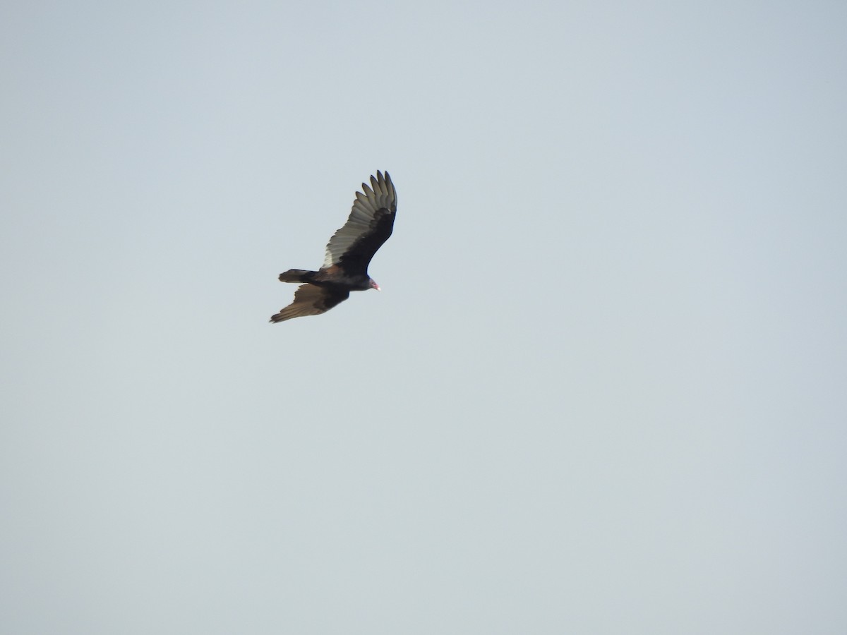 Turkey Vulture - ML643502587