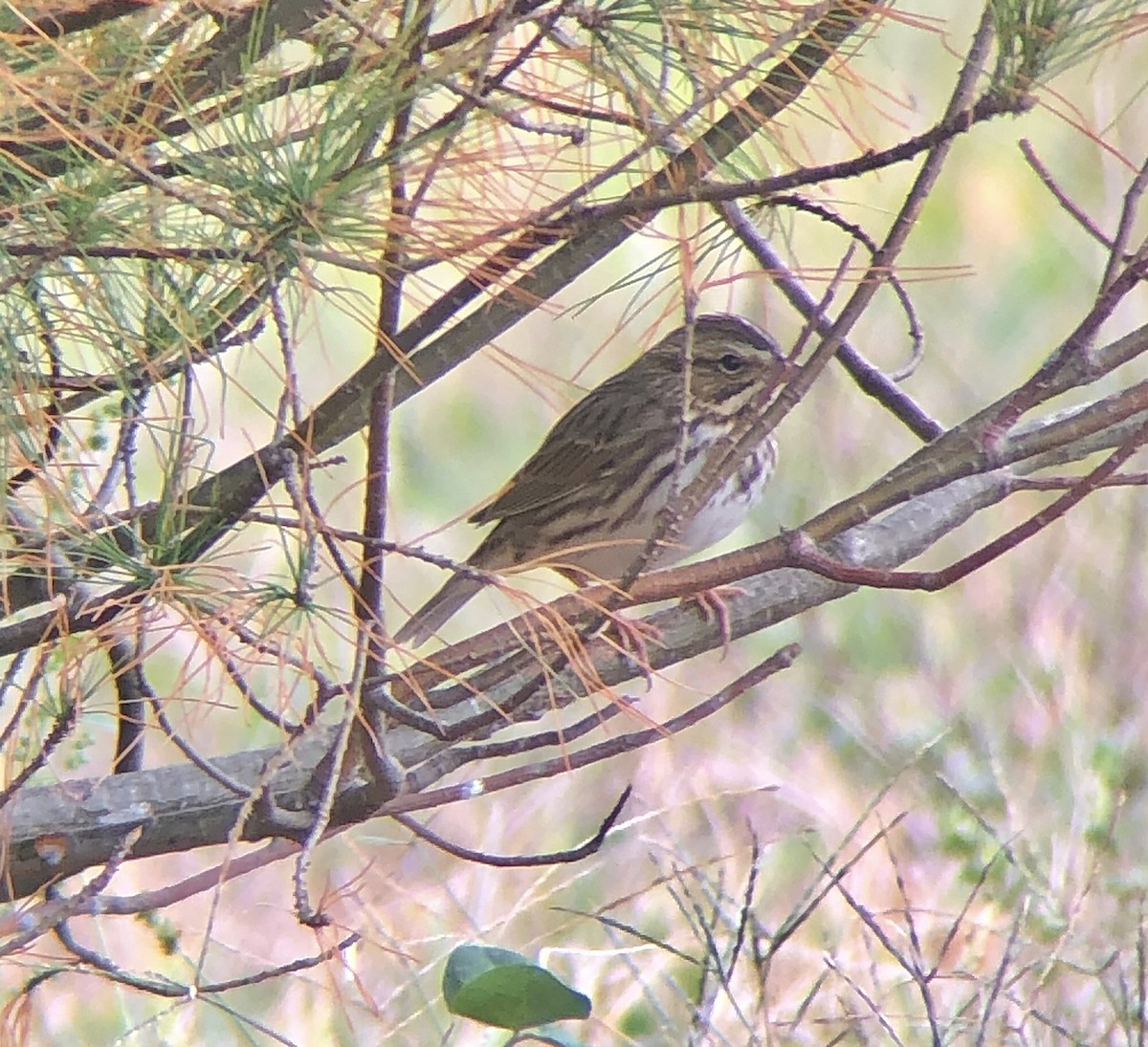 Savannah Sparrow (Savannah) - ML643502606