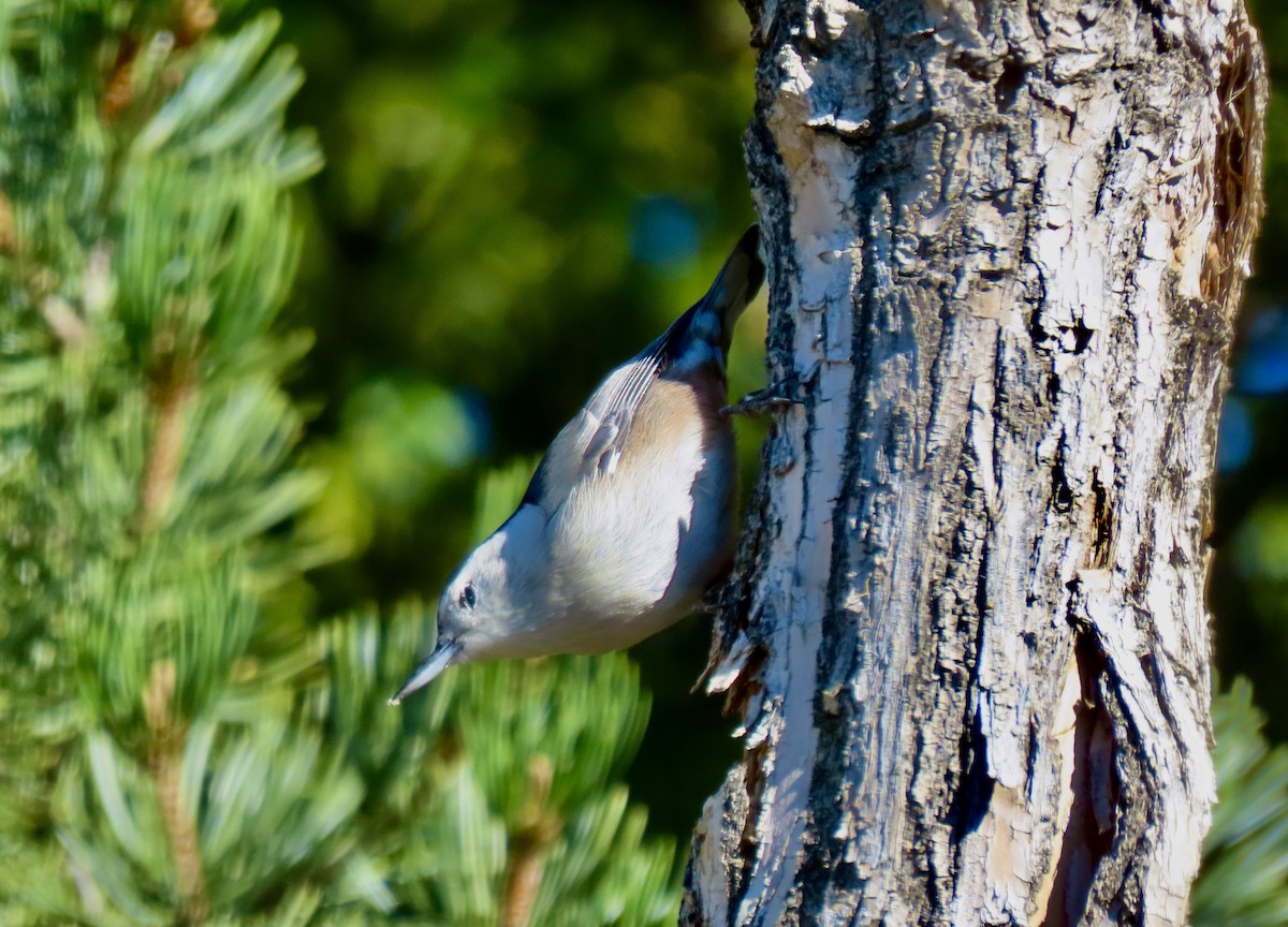 White-breasted Nuthatch - ML643502607