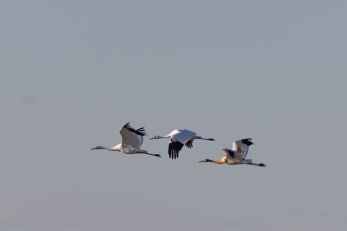 Whooping Crane - ML643502617