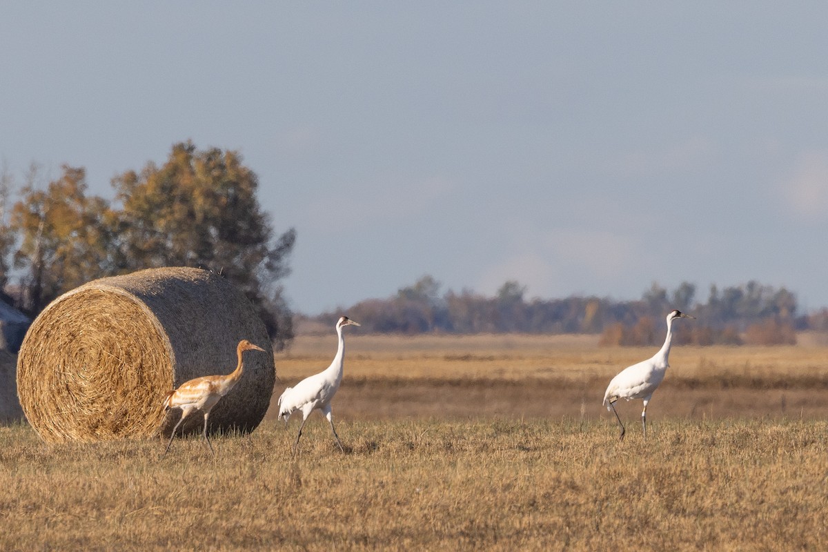 Whooping Crane - ML643502618