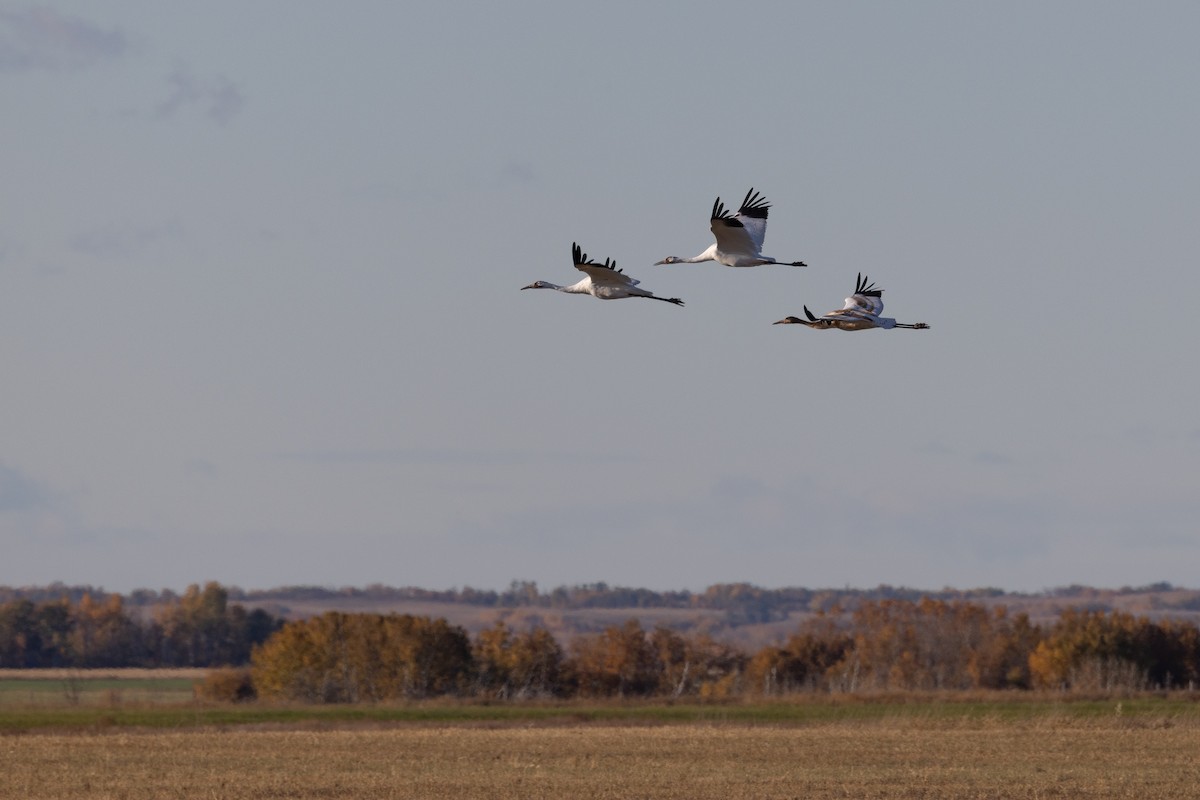 Whooping Crane - ML643502619