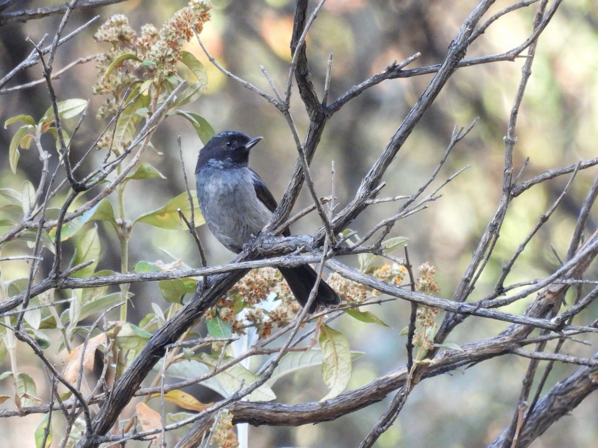 Gray-bellied Flowerpiercer - ML643502621