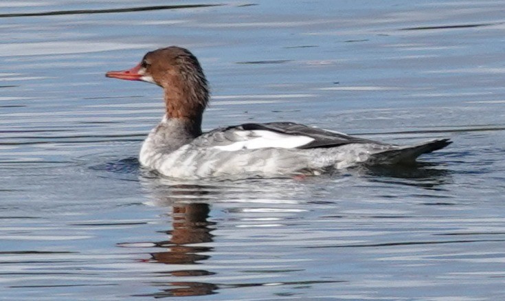Common Merganser - ML643502669