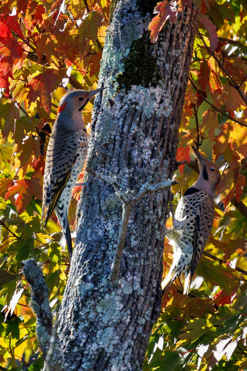 datel zlatý - ML643502742