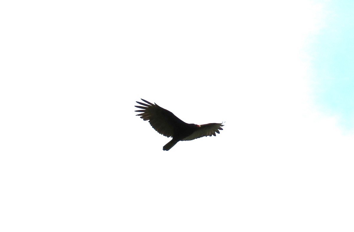 Truthahngeier - ML643502772