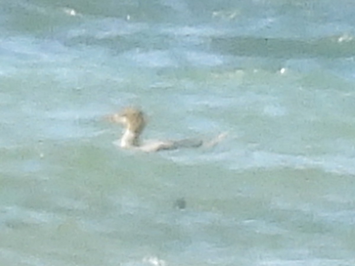 Common Merganser - ML643502777