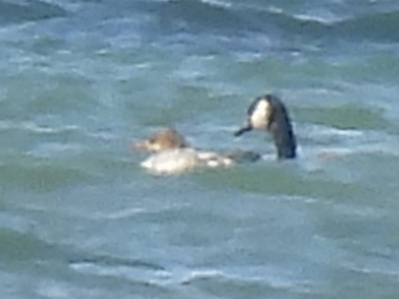 Common Merganser - ML643502778