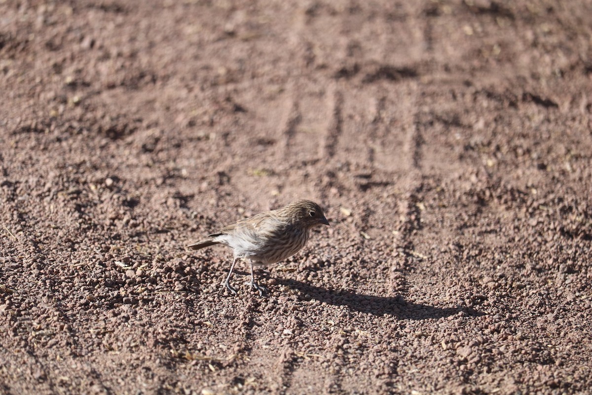 Ash-breasted Sierra Finch - ML643502791