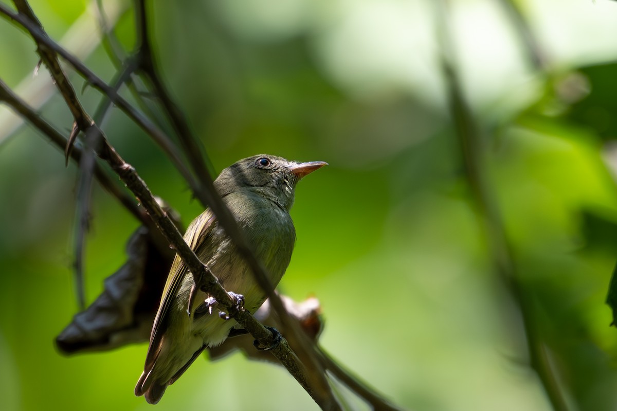 Dwarf Tyrant-Manakin - ML643502814