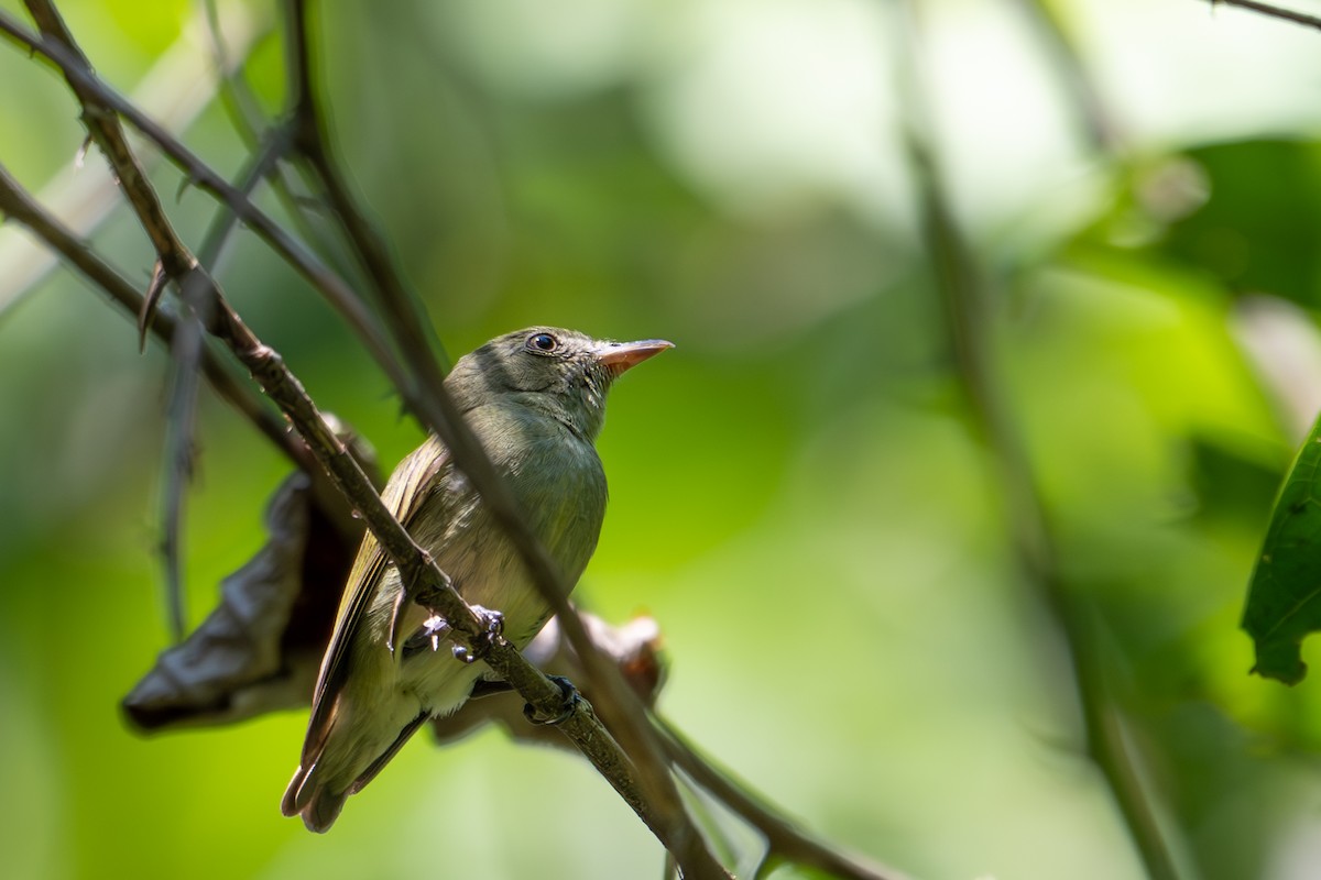 Dwarf Tyrant-Manakin - ML643502815