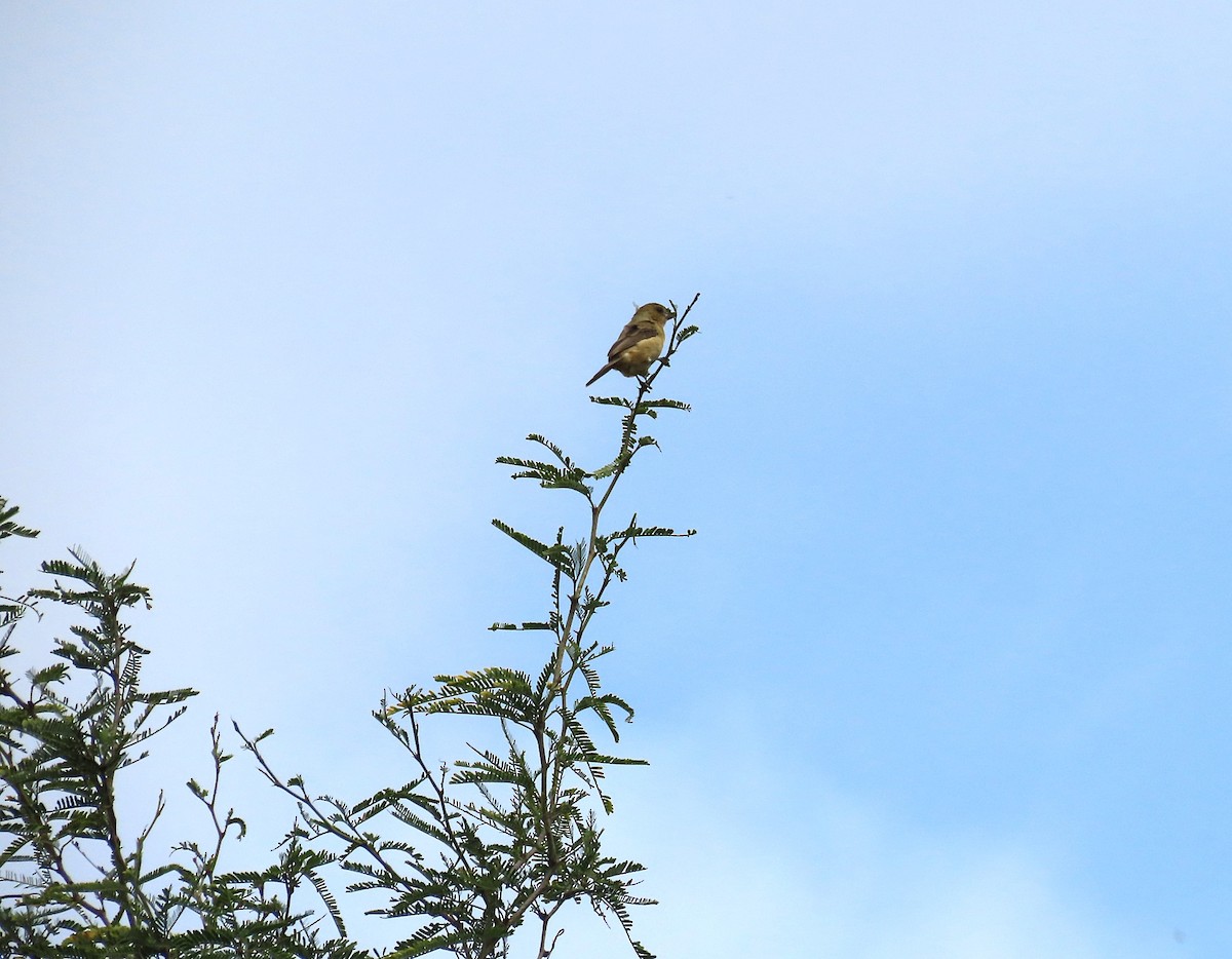 Cinnamon-rumped Seedeater - ML643502846