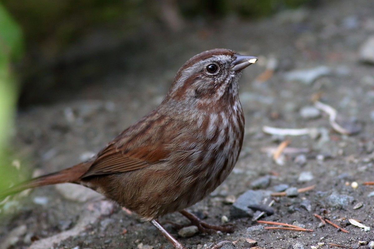 Song Sparrow - ML643502869