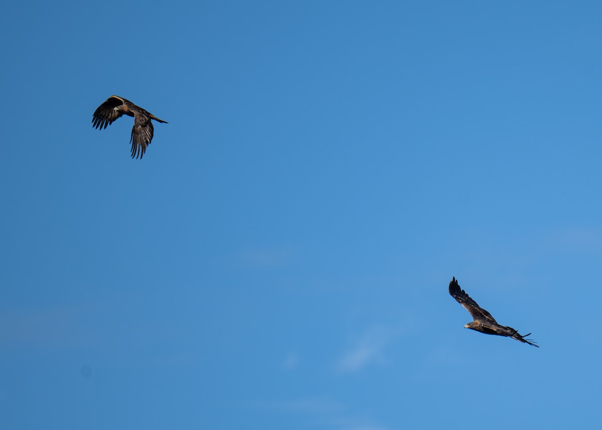 Golden Eagle - ML643502870