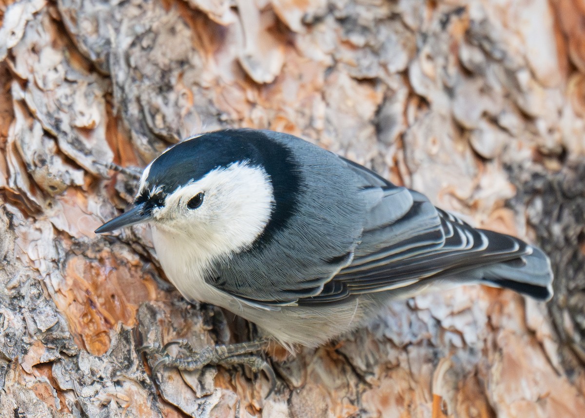 White-breasted Nuthatch - ML643502887