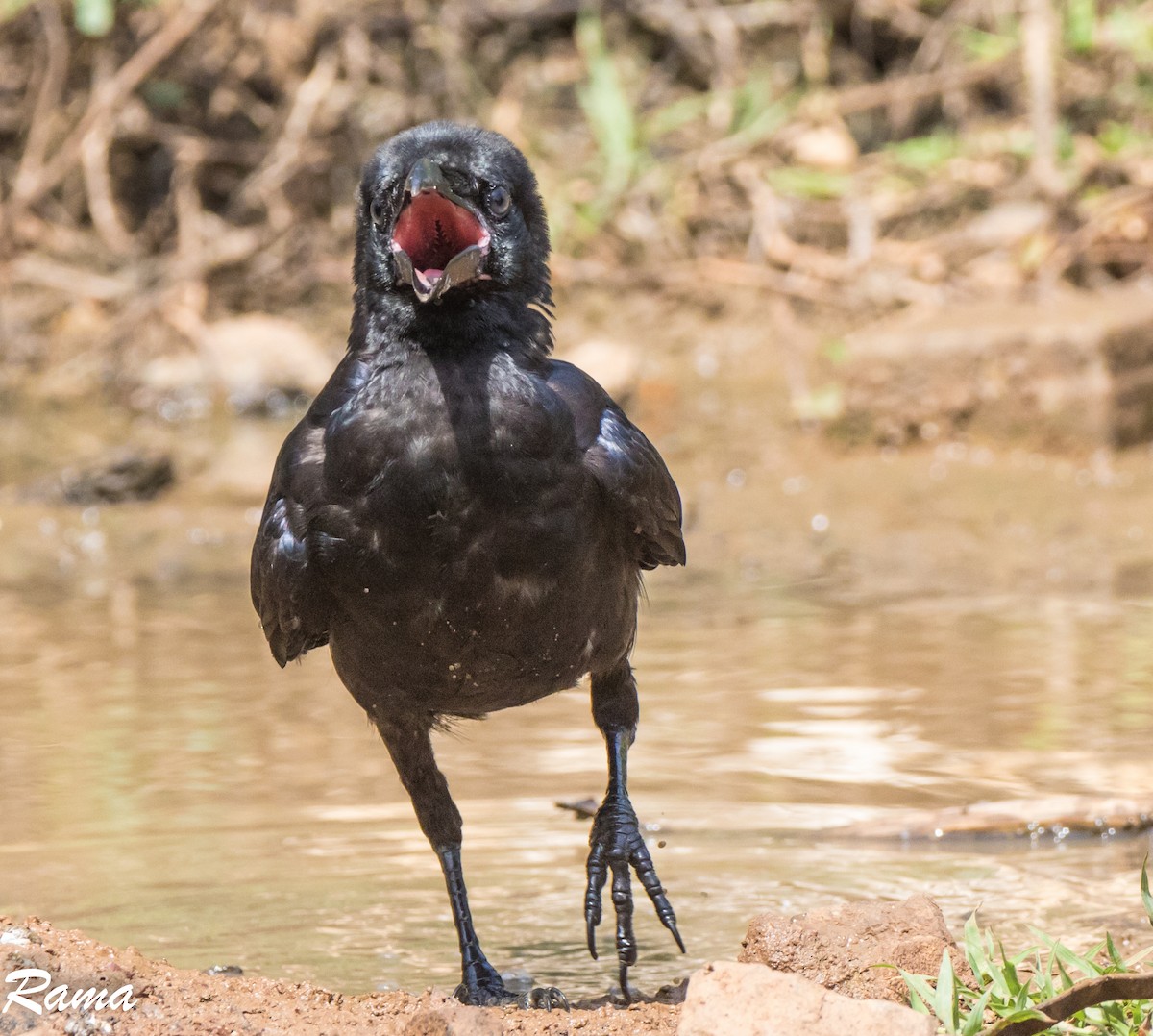 Large-billed Crow (Indian Jungle) - ML64350291