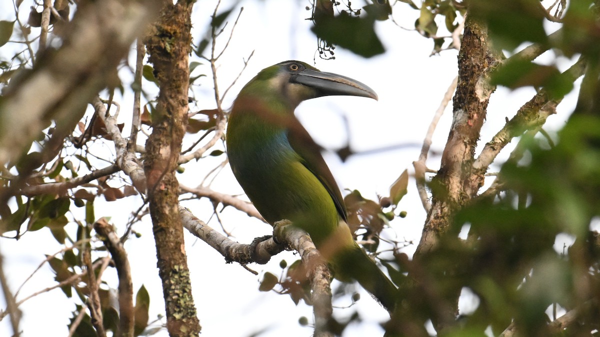 Blue-banded Toucanet - ML643502914