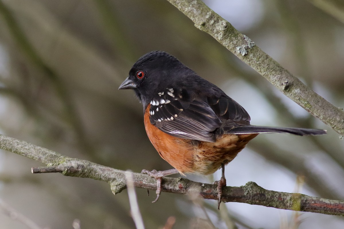 Spotted Towhee - ML643502919
