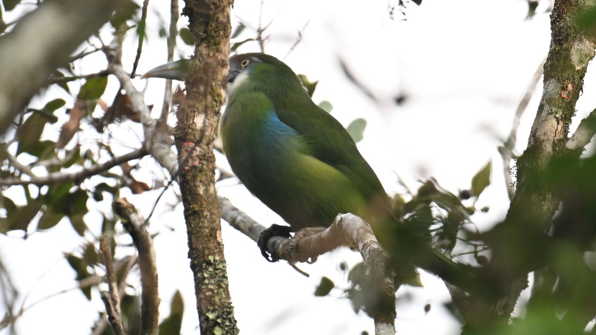 Blue-banded Toucanet - ML643502929