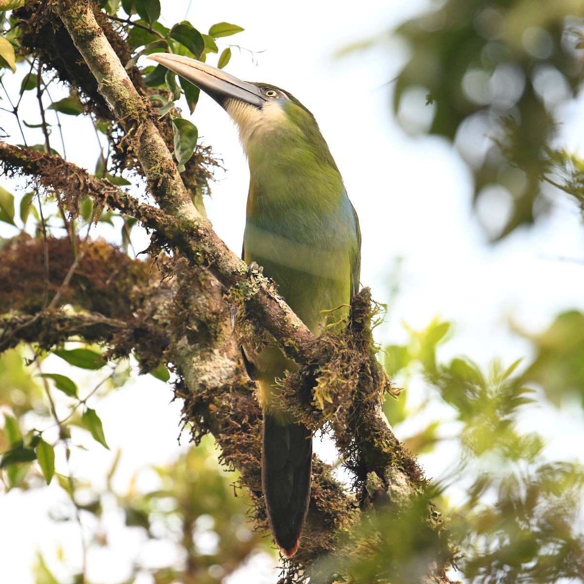 Blue-banded Toucanet - ML643502936