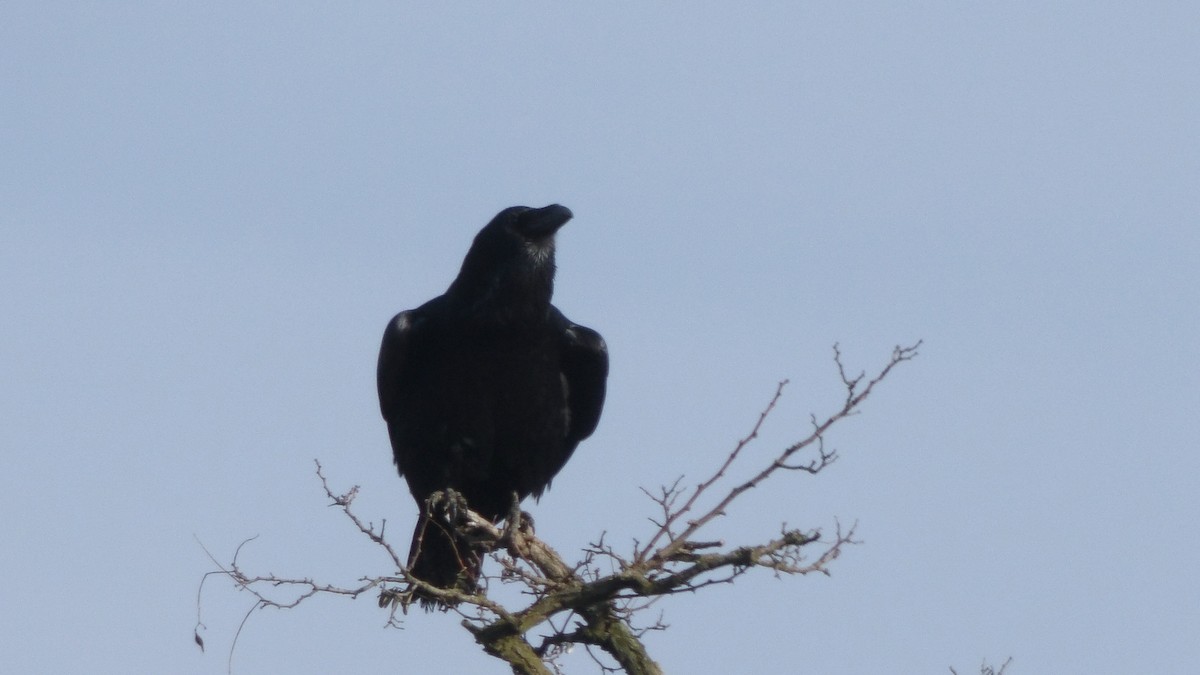 Grand Corbeau - ML643502937