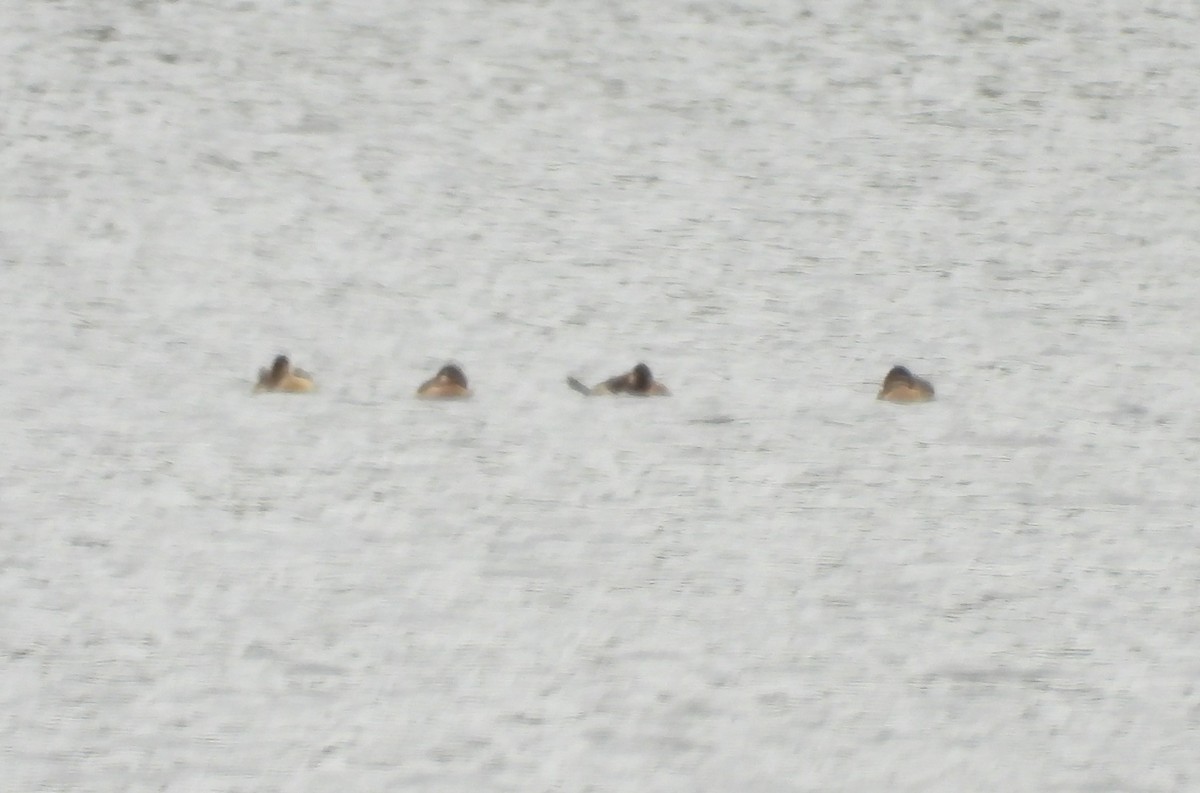 Ruddy Duck - ML643502947