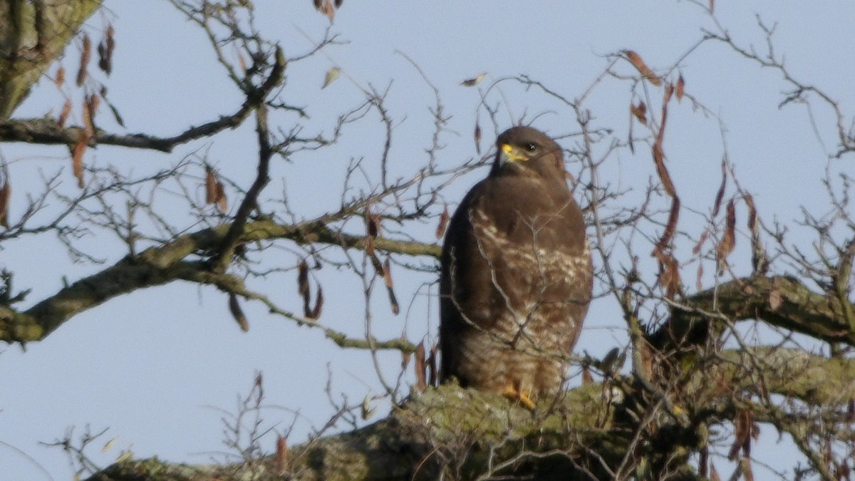 Buse variable - ML643502948