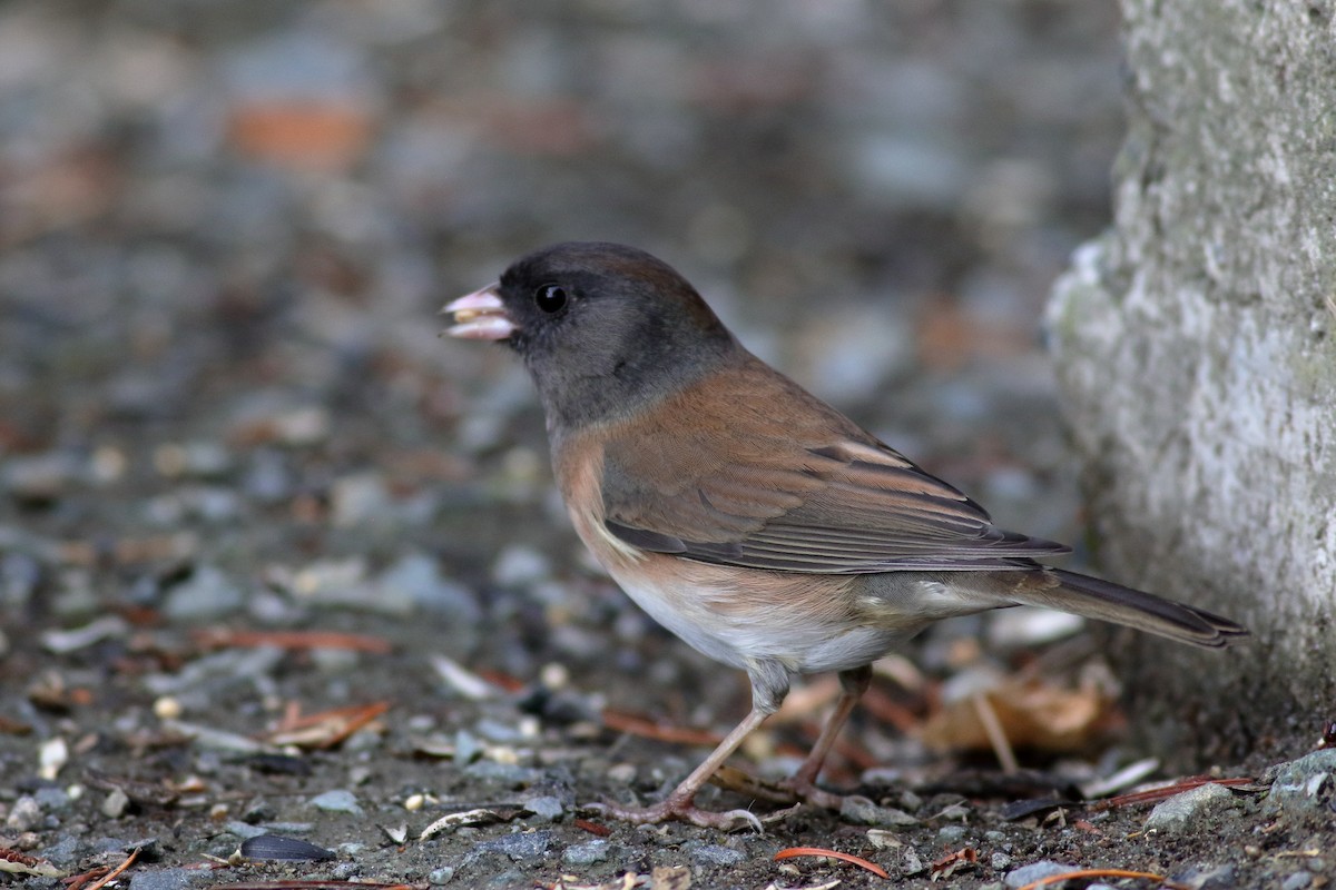 Dark-eyed Junco (Oregon) - ML643502953