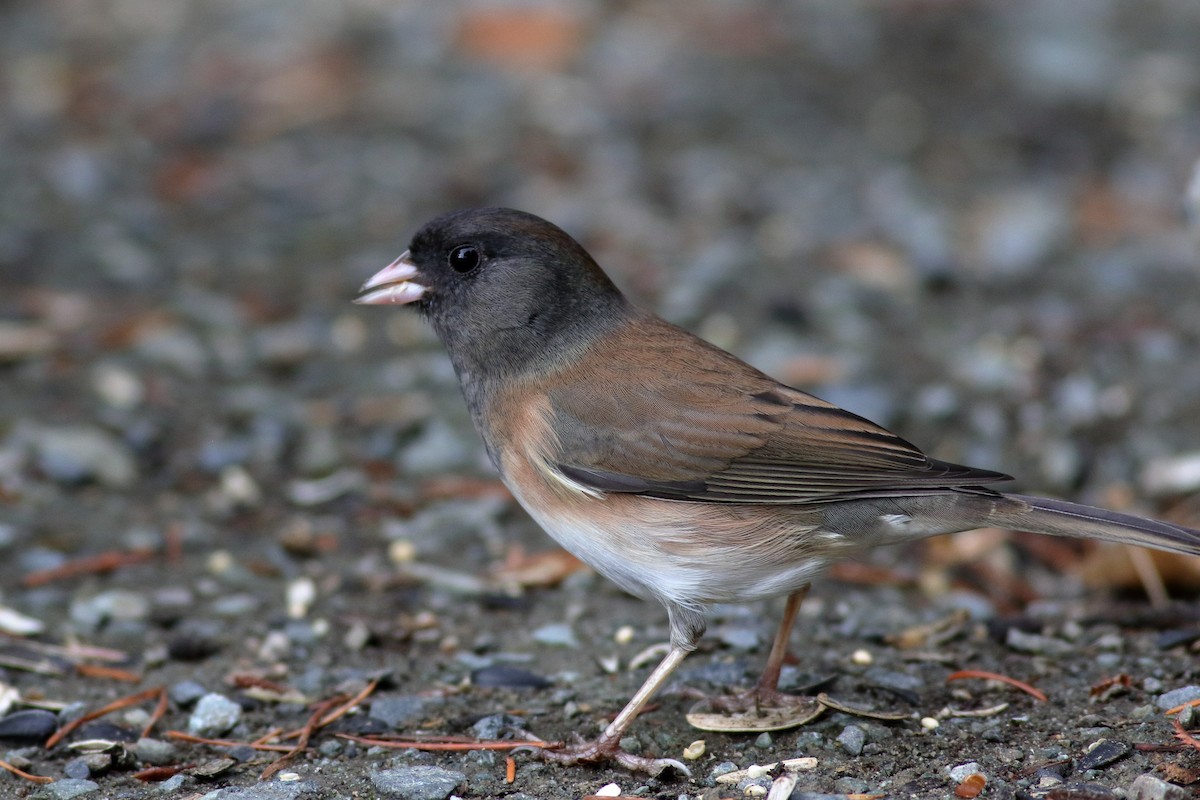 Dark-eyed Junco (Oregon) - ML643502962