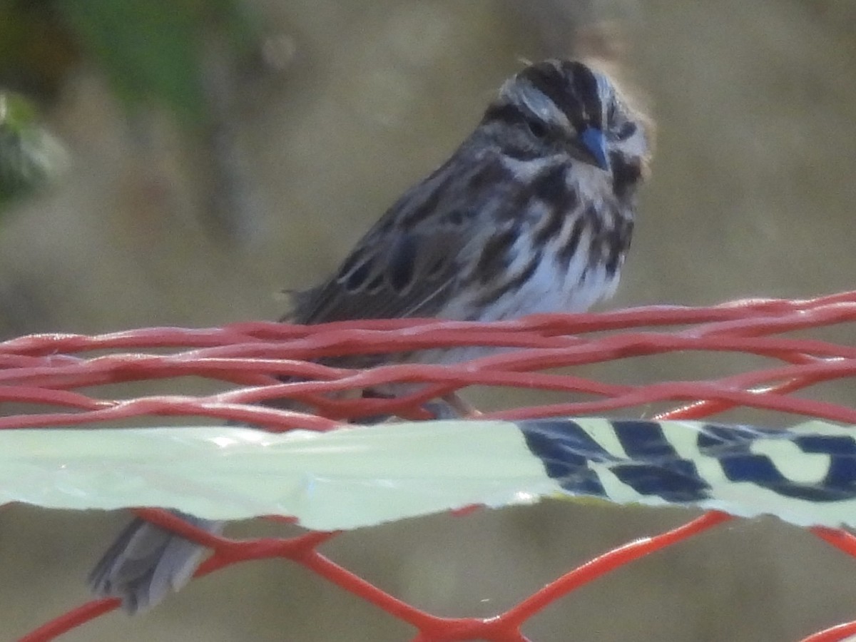 Song Sparrow - ML643502967