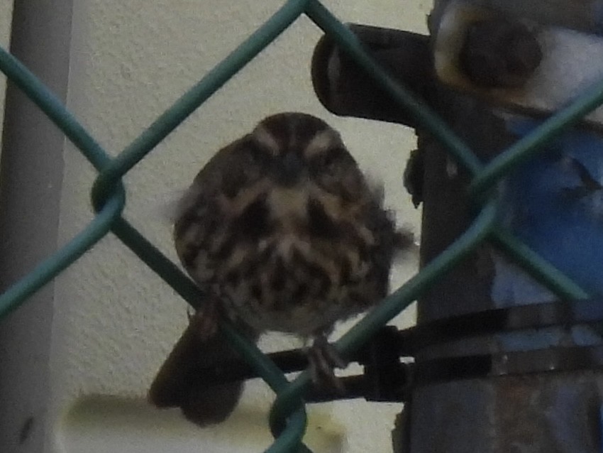 Song Sparrow - ML643502968