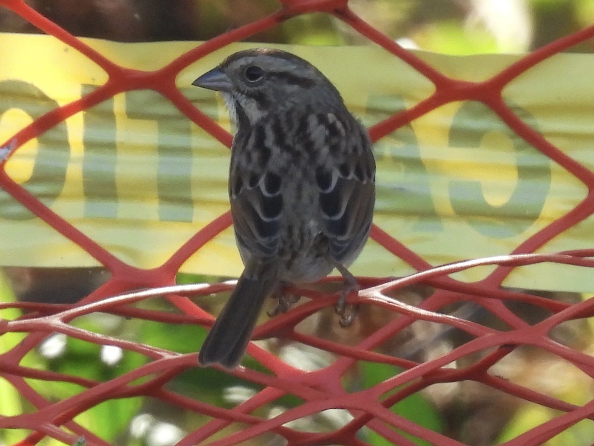 Song Sparrow - ML643502969