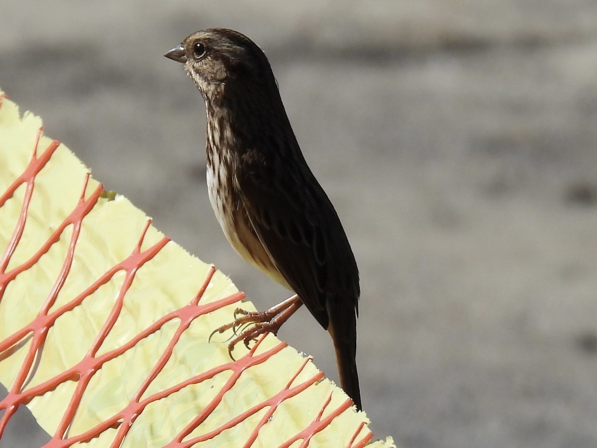 Song Sparrow - ML643502970