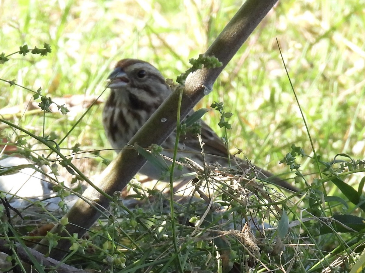 Song Sparrow - ML643502971