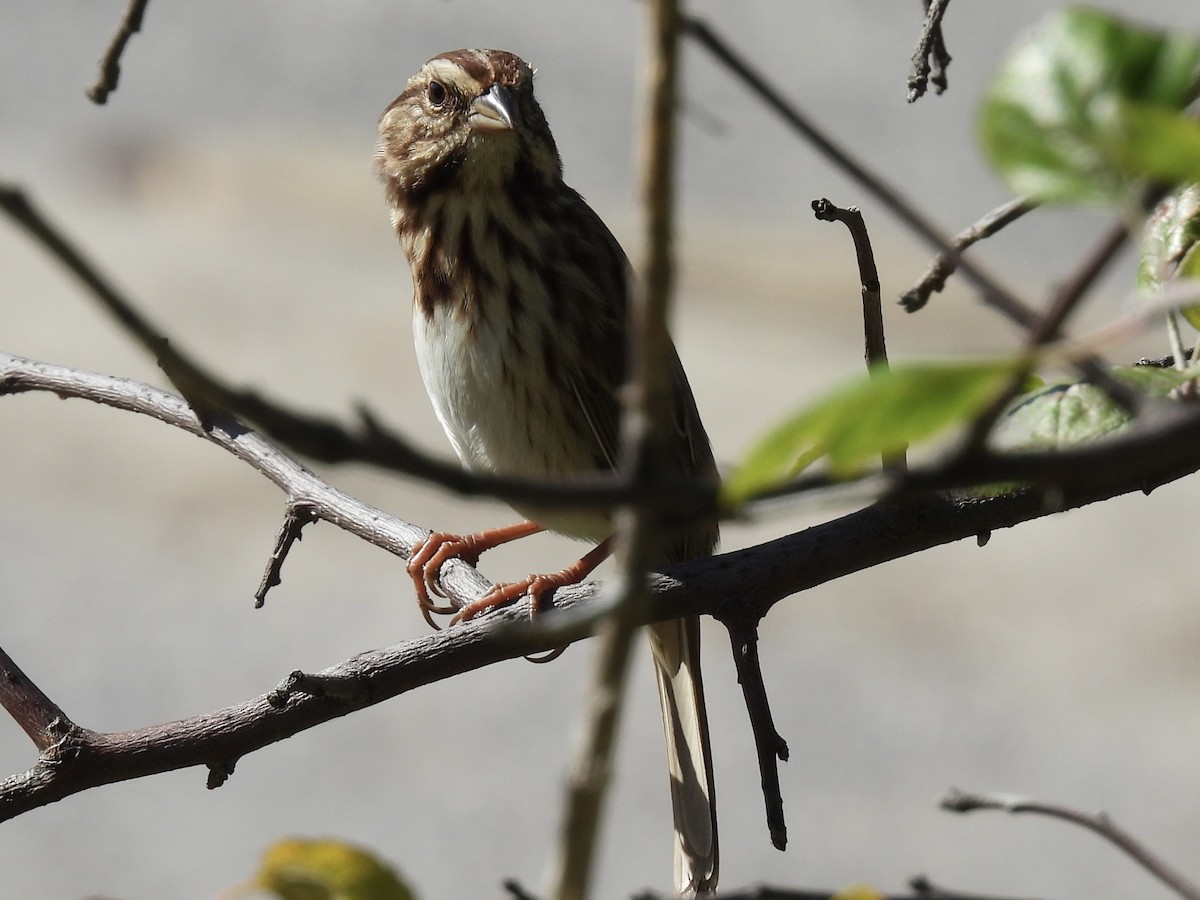 Song Sparrow - ML643502972