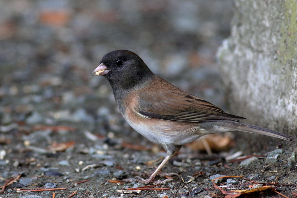 Dark-eyed Junco (Oregon) - ML643502973