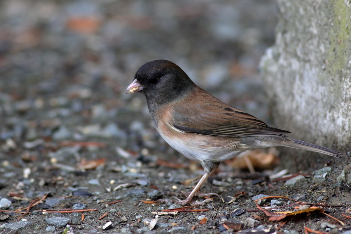 Dark-eyed Junco (Oregon) - ML643502975