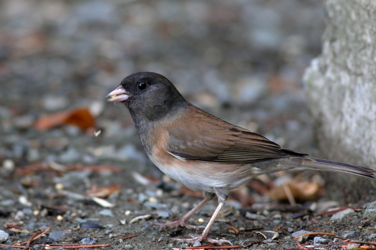 Dark-eyed Junco (Oregon) - ML643502979