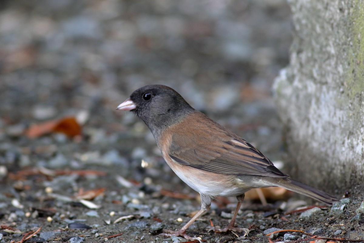 Dark-eyed Junco (Oregon) - ML643502981