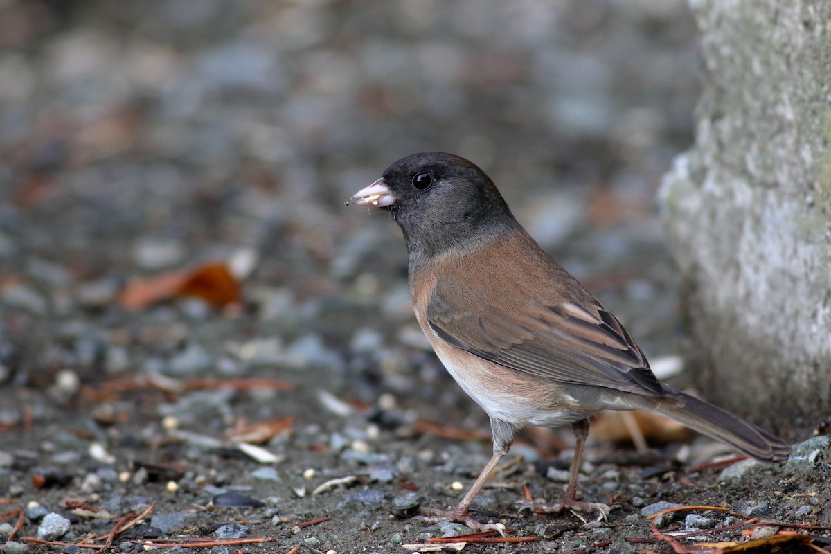 Dark-eyed Junco (Oregon) - ML643502983
